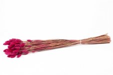 Fiori Phalaris essiccati - Magenta