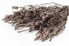 Stabilisiertes Heidekraut - Natural
