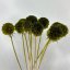 Scabiosa stellata stabilizzata - Verde oliva
