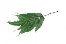 Felce stabilizzata Argyrea