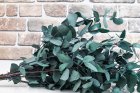 Eucalipți și alte plante