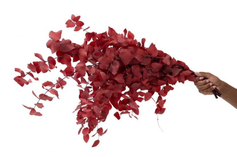 Stabiliziran Evkaliptus Stuartiana - Rdeč