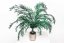 Stabilisierte Eukalyptus Nicoly
