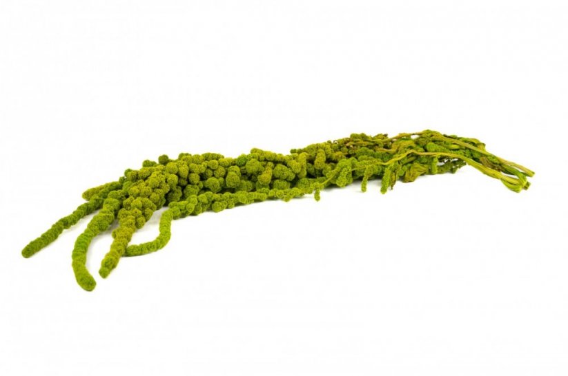 Stabilizovaný guličkový Amarant - Limetková zelená