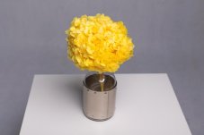 Stabilizovaná hortenzia - citrónová