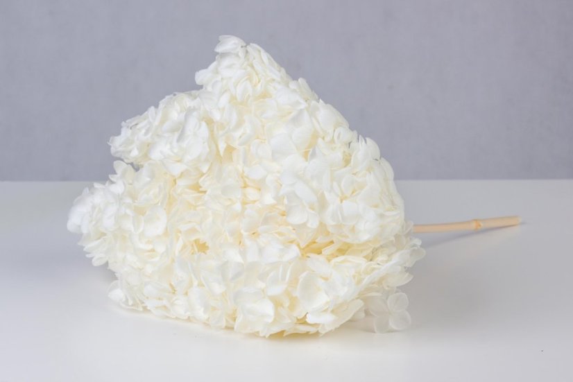 Stabilisierte Hortensie - Creme