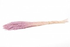 Stabilizált seprű virág - Fakó rózsaszín