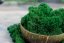Očiščen stabiliziran mah - lišaji - gozdno zelena - finski - Teža: 1kg