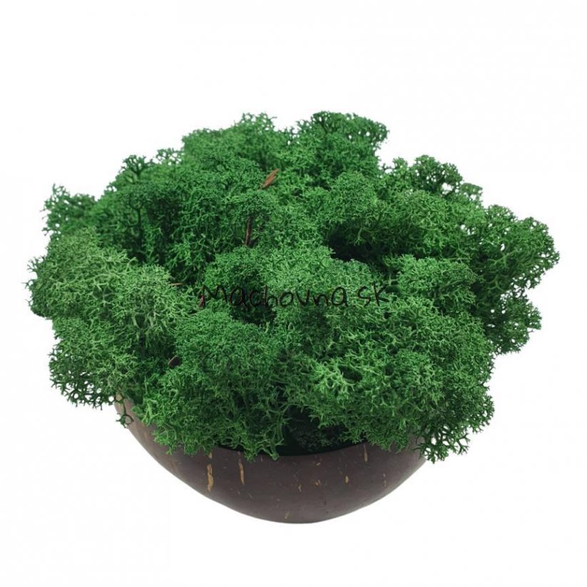 Stabiliziran mah - lišaji - gozdno zelena - Teža: 100g
