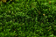 Plochý mech - Přírodní zelená PREMIUM - Hmotnost: 500g (cca 0,4m²)
