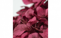 Stabilizovaná hortenzia - Tmavá ružová