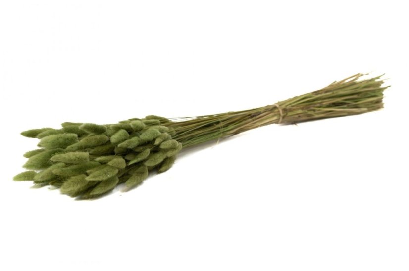 Getrocknetes Lagurus-Gras - Olivgrün