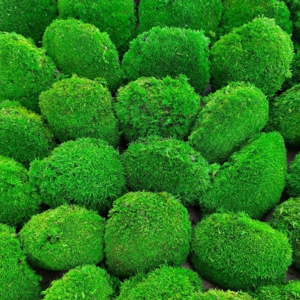 Mușchi de deal - "Broască țestoasă" Mini - Verde deschis - Ambalaj 0,15m2