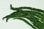 Stabilizovaný Amarant - Střední zelená - Velikost: Svazek (120-150g)