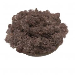 Muschio stabilizzato - lichene - Marrone