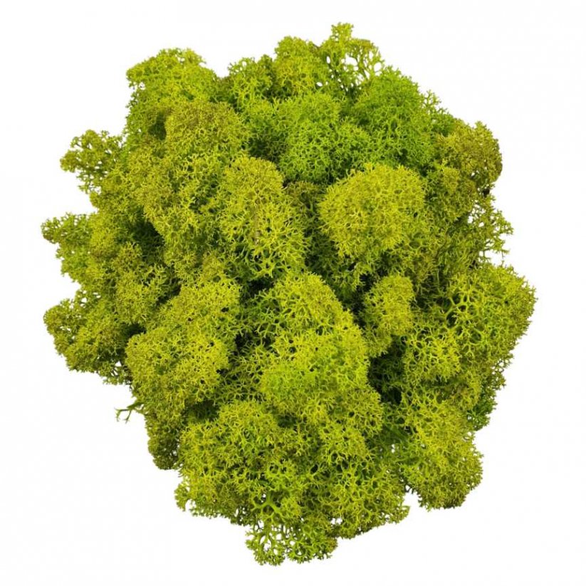 Muschio stabilizzato - lichene - Verde lime - Peso: 5kg