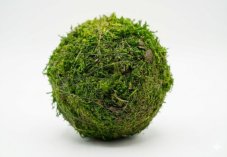 Stabilisierte Mooskugel - 10 cm
