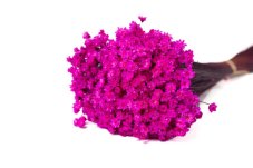 Sušeni cvetovi Glixia - Magenta
