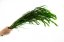 Setaria stabilisée - 150 g