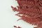 Felce stabilizzata Rumora - Rosso - Numero pezzi: Mazzo - 10 pz
