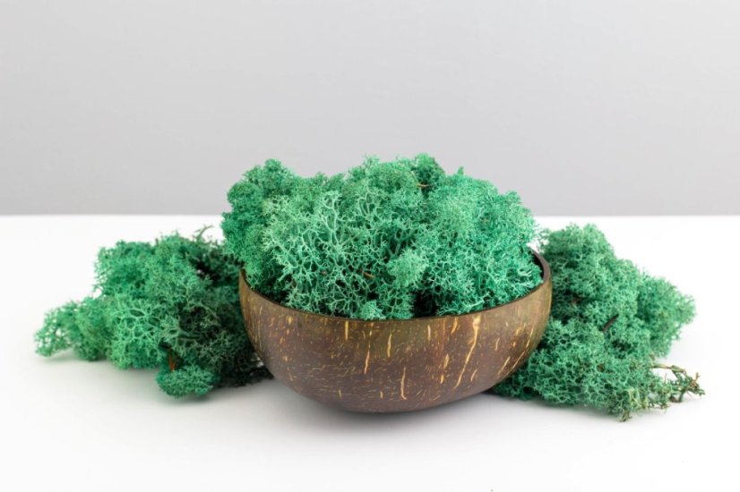 Muschio stabilizzato - lichene - Verde turchese - Peso: 500g