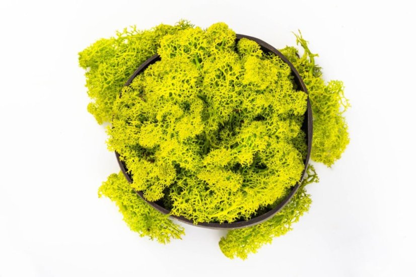 Mousse stabilisée et lichen - Vert citron - Poids: 1kg
