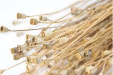 Szárított mini mákgubók