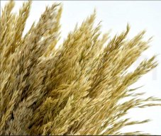 Stabilizirana trava pampas