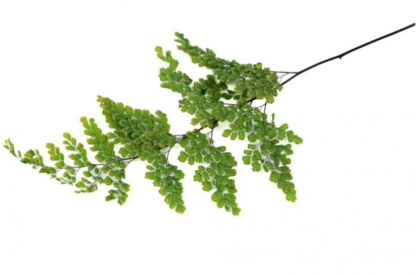 Ferigă stabilizată Adianthum Lutti - Număr de bucăți: 1 buc.