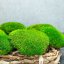 Mușchi de deal - "Broască țestoasă" Mini - Verde deschis - Ambalaj 0,15m2