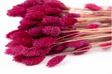 Fiori Phalaris essiccati - Magenta