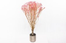 Stabilizirani cvetovi Gypsophila - Roza