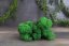Stabilizovaný mach - lišajník - Lesná zelená - Váha: 5kg