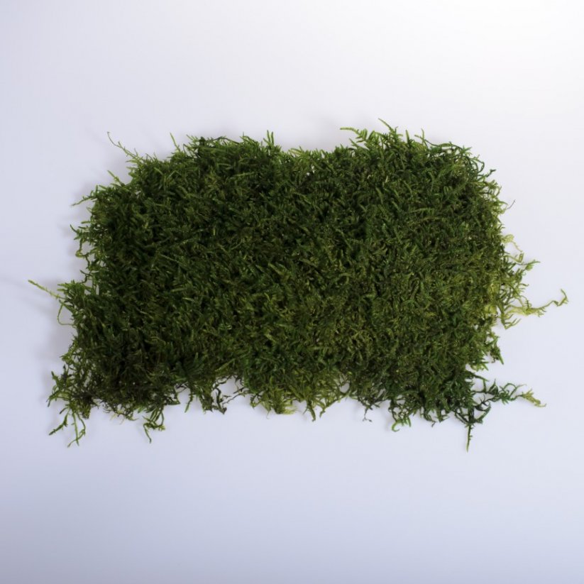 Plochý mach - Prírodná zelená - Váha: 250g