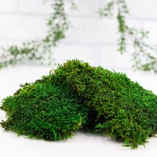 Mușchi plat - Verde natural