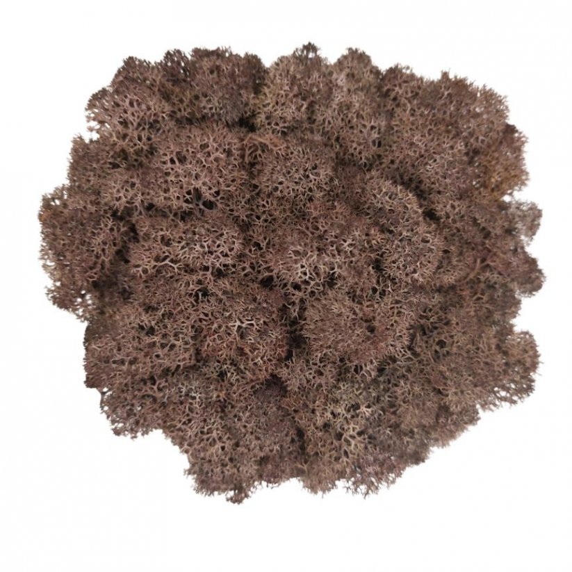 Muschio stabilizzato - lichene - Marrone - Peso: 1kg