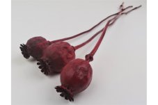 Capsule di papavero essiccate - Rossa