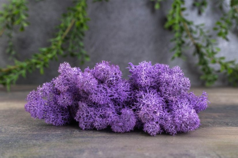 Muschio stabilizzato - lichene - Viola - Peso: 1kg