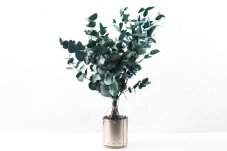Stabilizovaný Eukalyptus Cinerea