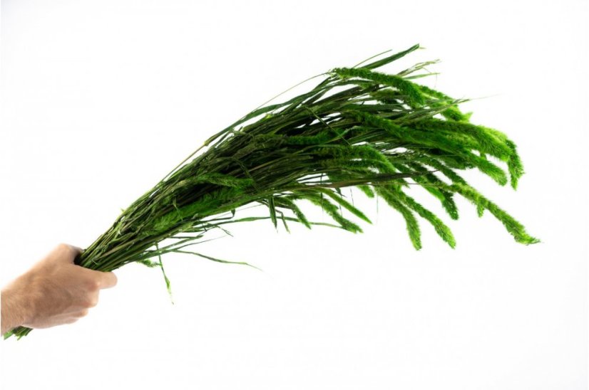 Setaria stabilisée - 150 g