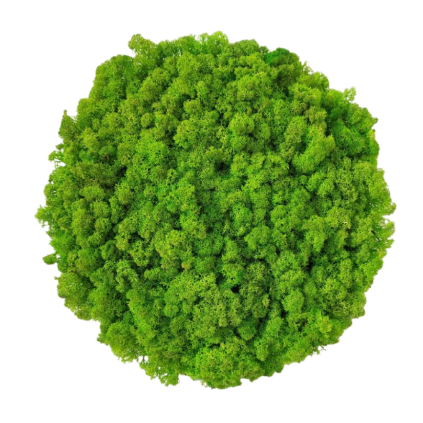 Csináld magad kör mohakészlet 30cm - zuzmó - Lichen szín: Világos zöld