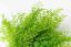 Stabilizirana praprot Sertularia - Barva: Temno zelena