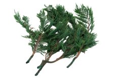 Stabilisierte Zweige der Thuja