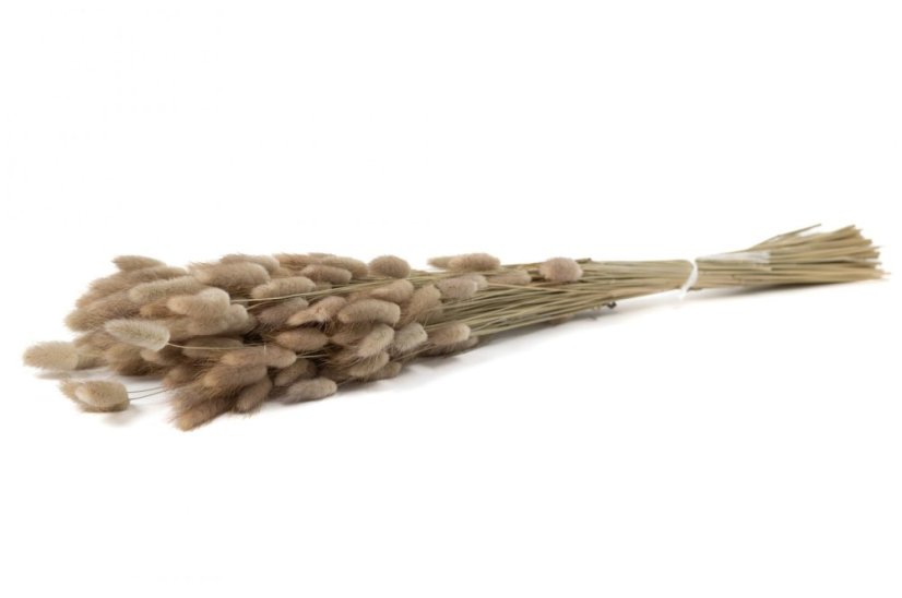 Getrocknetes Lagurus-Gras - Natur