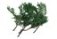 Stabilisierte Zweige der Thuja