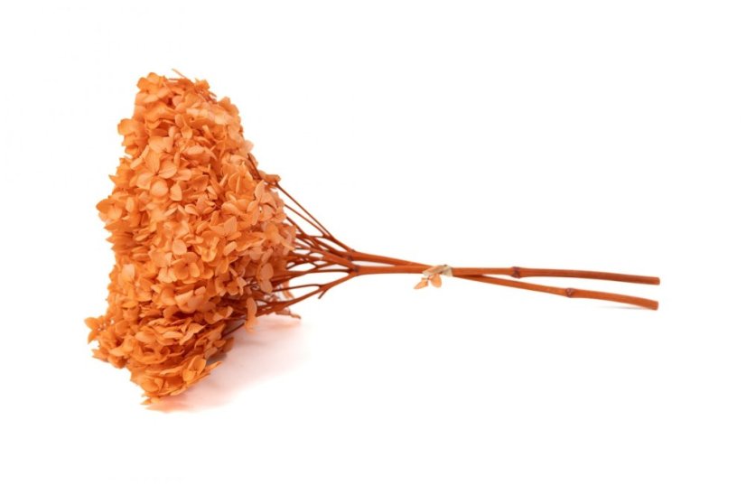 Hortensie stabilizată - Culoare Dovleac