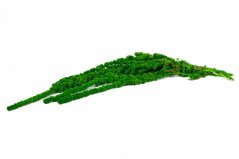 Stabilizovaný guličkový Amarant - Stredná zelená