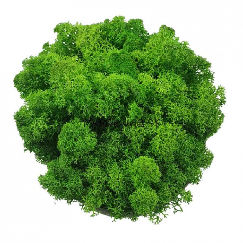 Muschio stabilizzato - lichene - Verde chiaro - Peso: 1kg