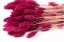 Flori uscate Phalaris - Magenta