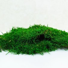 Mușchi plat - Francez - Verde închis